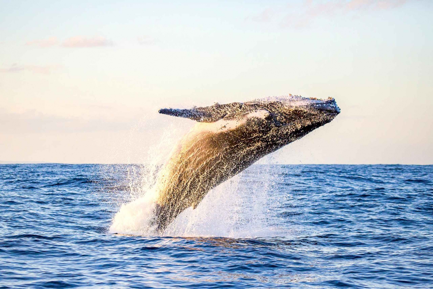 Oahu: Waikiki Umweltfreundliche Whale-Watching-Bootsfahrt am Morgen