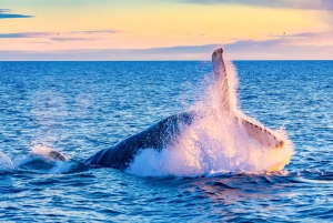 Oahu: Waikiki Umweltfreundliche Whale-Watching-Bootsfahrt am Morgen