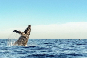 Oahu: Waikiki Eco-Friendly Morning Whale Watching Cruise