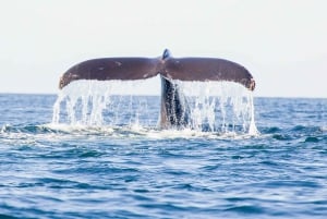 Oahu: Cruzeiro matinal de observação de baleias em Waikiki, com proteção ecológica