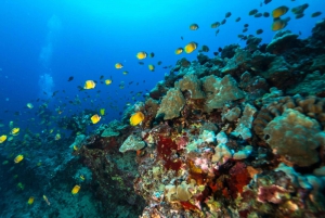Oahu: Waikiki Discovery Scuba Diving dla początkujących