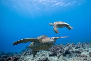 Oahu: Waikiki Discovery Dykning för nybörjare