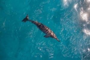 Oahu: Waikiki Discovery Scuba Diving für Anfänger