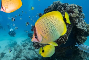Oahu: Waikiki Discovery Mergulho para principiantes