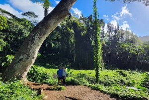 Oahu: Waikiki E-Bike-Fahrt und Manoa Falls-Wanderung
