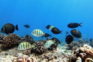 Oahu: tour privato in barca per lo snorkeling e la fauna selvatica di Waikiki