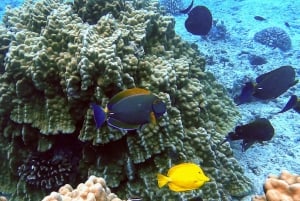 Oahu: tour privato in barca per lo snorkeling e la fauna selvatica di Waikiki