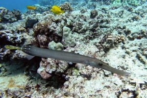 Oahu: tour privato in barca per lo snorkeling e la fauna selvatica di Waikiki