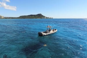 Oahu: tour privato in barca per lo snorkeling e la fauna selvatica di Waikiki