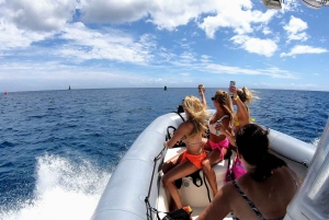 Oahu: Waikiki Private Schnorchel- und Wildtier-Bootstour