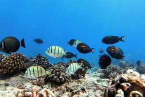 Oahu: Waikiki Private Schnorchel- und Wildtier-Bootstour
