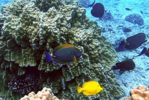 Oahu: Waikiki Private Schnorchel- und Wildtier-Bootstour