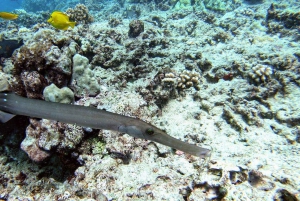 Oahu: Waikiki Private Schnorchel- und Wildtier-Bootstour