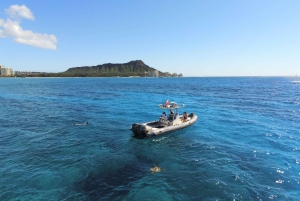 Oahu: Waikiki Private Schnorchel- und Wildtier-Bootstour