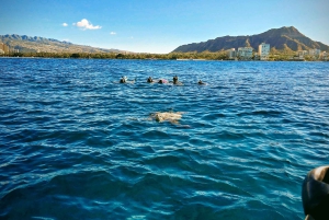 Oahu: Waikiki Private Schnorchel- und Wildtier-Bootstour