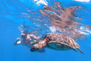 Oahu: Waikiki Private Schnorchel- und Wildtier-Bootstour