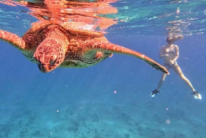 Oahu: Waikiki Private Schnorchel- und Wildtier-Bootstour