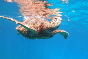 Oahu: Waikiki Private Schnorchel- und Wildtier-Bootstour