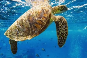Oahu : Esnórquel con tortugas marinas en Waikiki en grupos reducidos