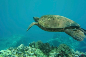 Oahu: Waikiki Turtle Snorkel Sail