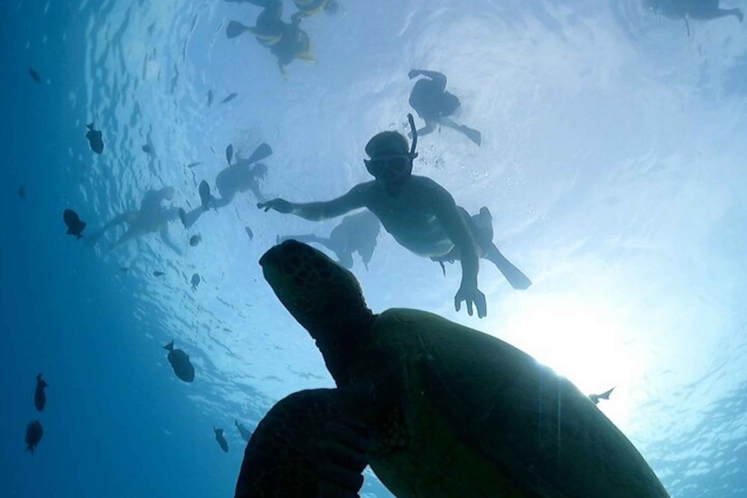 Oahu: Crociera Avventura Snorkeling con le Tartarughe di Waikiki
