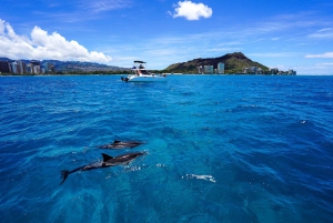 Oahu Aventura de snorkel con tortugas en Waikiki