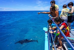 Oahu: Waikiki Turtle Snorkeling Adventure: Waikiki Turtle Snorkeling Adventure