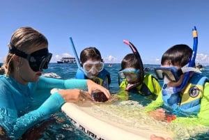 Oahu: Waikiki Turtle Snorkeling Adventure: Waikiki Turtle Snorkeling Adventure