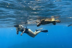 Oahu: Waikiki Turtle Snorkeling Adventure: Waikiki Turtle Snorkeling Adventure