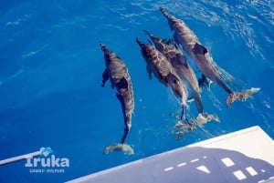 Oahu: Waikiki Turtle Snorkeling Adventure: Waikiki Turtle Snorkeling Adventure