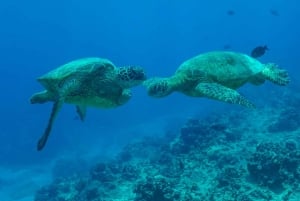 Oahu: Waikiki Turtle Snorkeling Adventure: Waikiki Turtle Snorkeling Adventure