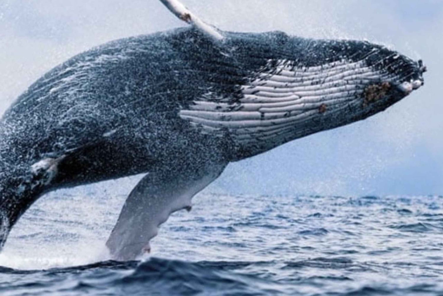 Oahu: Waikiki Whale Watch båttur