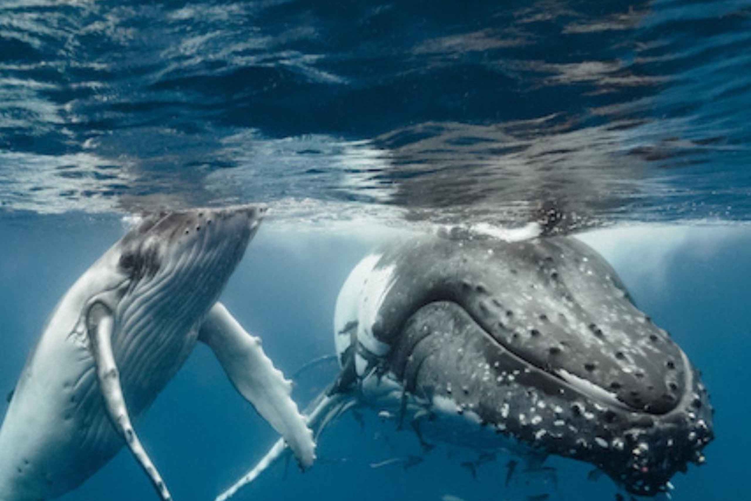 Oahu: Waikiki Whale Watch båttur
