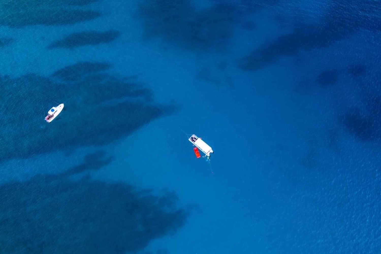 Oahu: Waikiki Whale Watch båttur