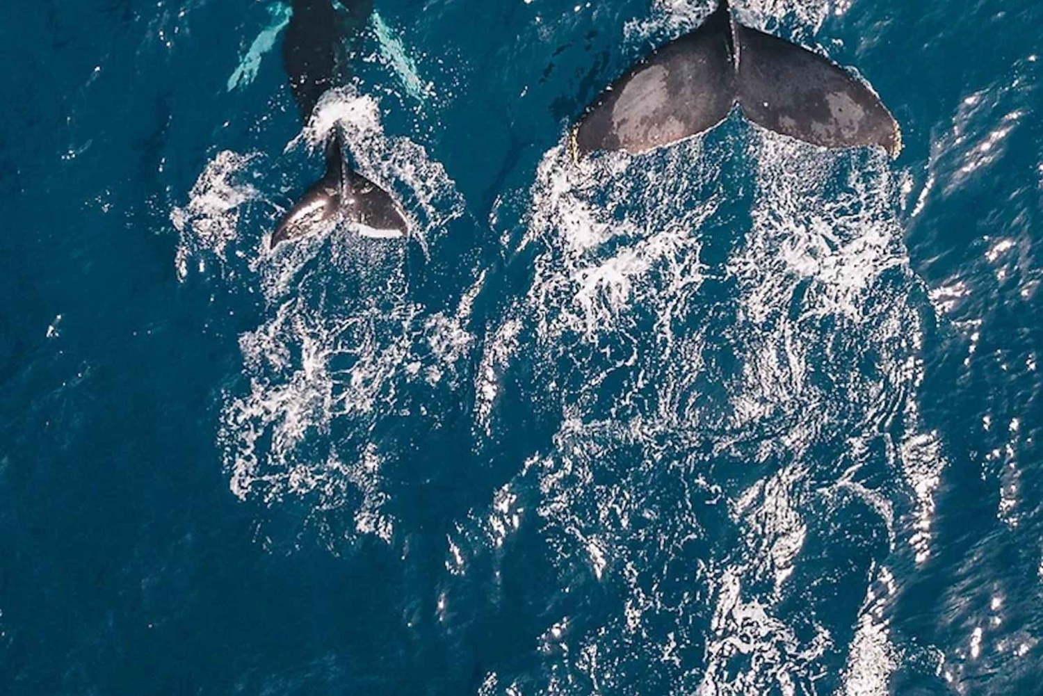 Oahu: Waikiki Whale Watch båttur