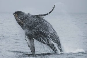 Oahu: Waikiki Whale-Watching-Bootsfahrt