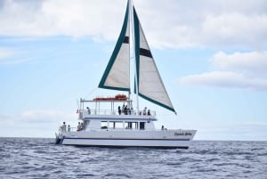 Oahu: Waikiki Whale-Watching-Bootsfahrt