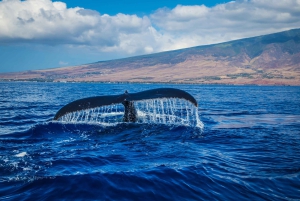 Oahu: Waikiki Whale-Watching-Bootsfahrt