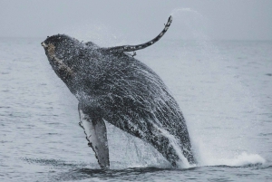 Oahu: Waikiki Whale-Watching-Bootsfahrt
