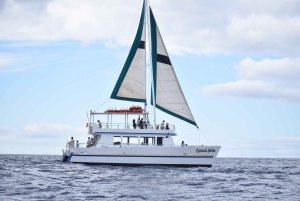 Oahu: Waikiki Whale-Watching-Bootsfahrt