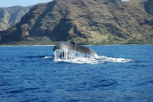 Oahu: Waikiki Whale Watching Tour-Donut og kaffe inkludert