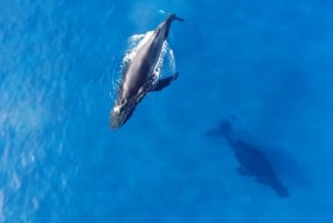 Oahu: Excursión a Waikiki para avistar ballenas-Donut y café incluidos