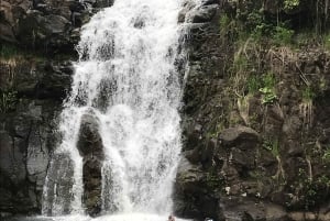 Oahu: Waimea Falls & North Shore svømme med skilpadder stranddag
