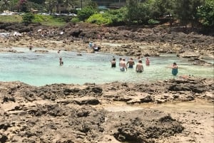 Oahu: Waimea Falls & North Shore swim with turtles beach day