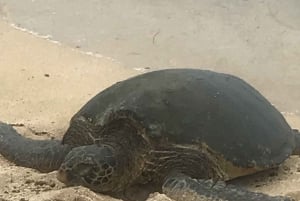 Oahu: Waimea Falls e North Shore nadam com tartarugas na praia