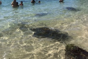 Oahu: Waimea Falls e North Shore nadam com tartarugas na praia