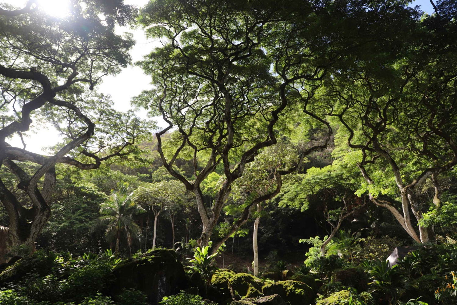 Oahu: Valley of Waimea Falls Swim & Hike with Lunch & Dole