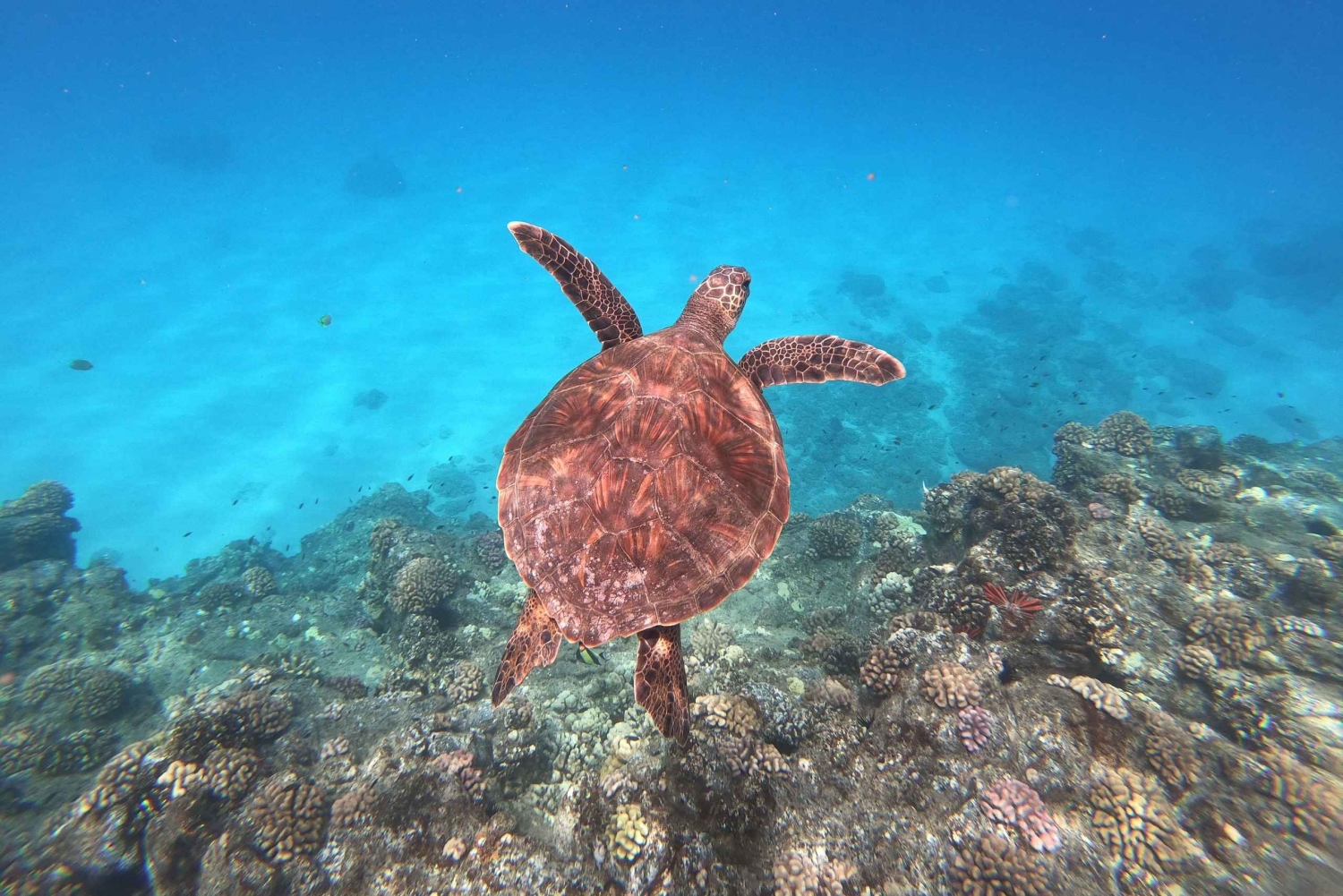Hvalsafari og skilpaddesnorkling på vestkysten av O'ahu