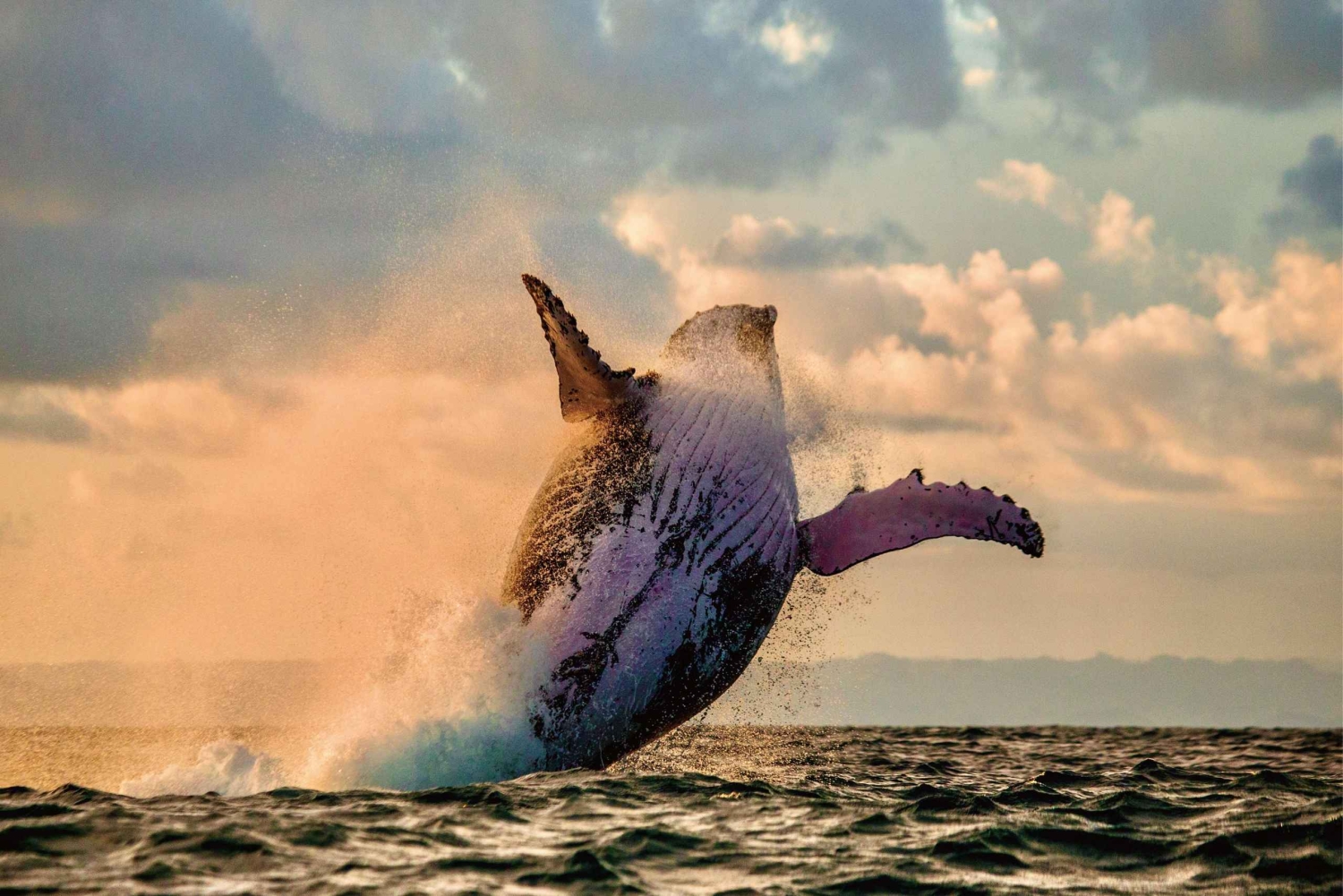 Hvalsafari og skilpaddesnorkling på vestkysten av O'ahu