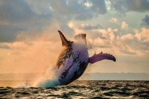 Hvalsafari og skilpaddesnorkling på vestkysten av O'ahu